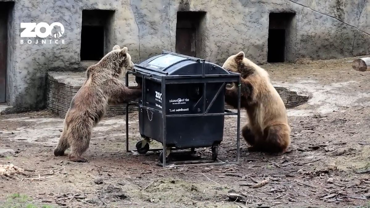 Medvědi z bojnické ZOO testují kontejnery na odpad